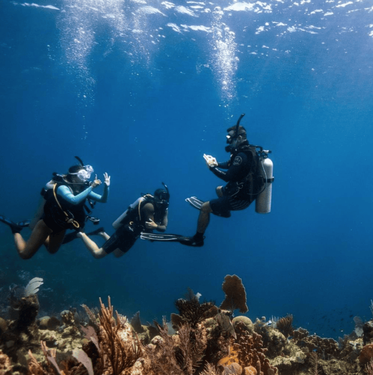 Lire la suite à propos de l’article Formations PADI : du débutant au Divemaster, le guide complet 2026
